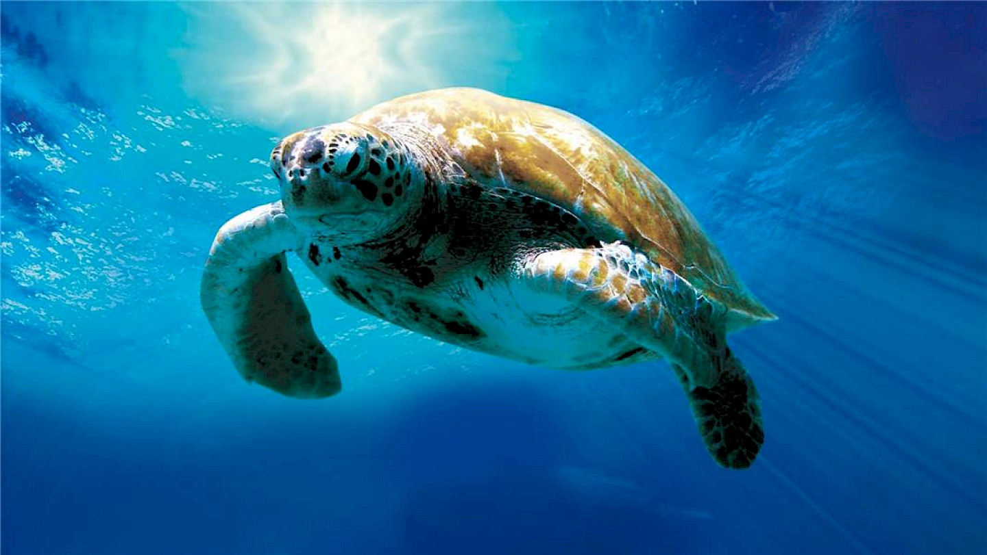 Tortuga – Die unglaubliche Reise der Meeresschildkröte (Turtle: The Incredible Journey)