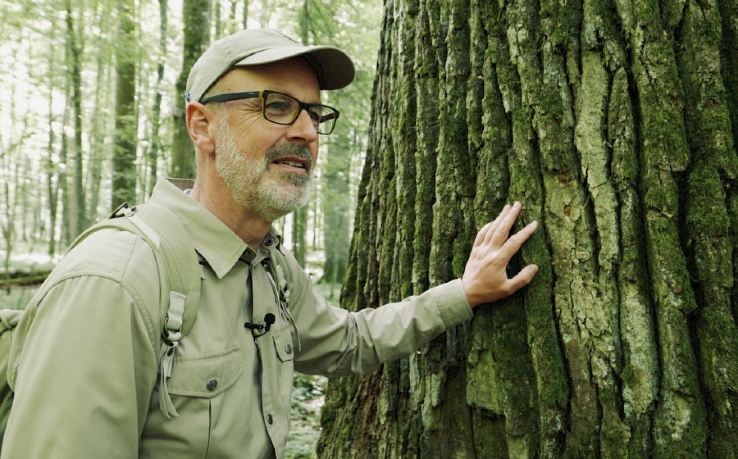 Vorpremiere «Das geheime Leben der Bäume » – Film + Exkursion