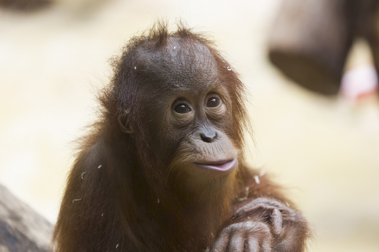 Zu Besuch bei den Orang-Utans im Zoo