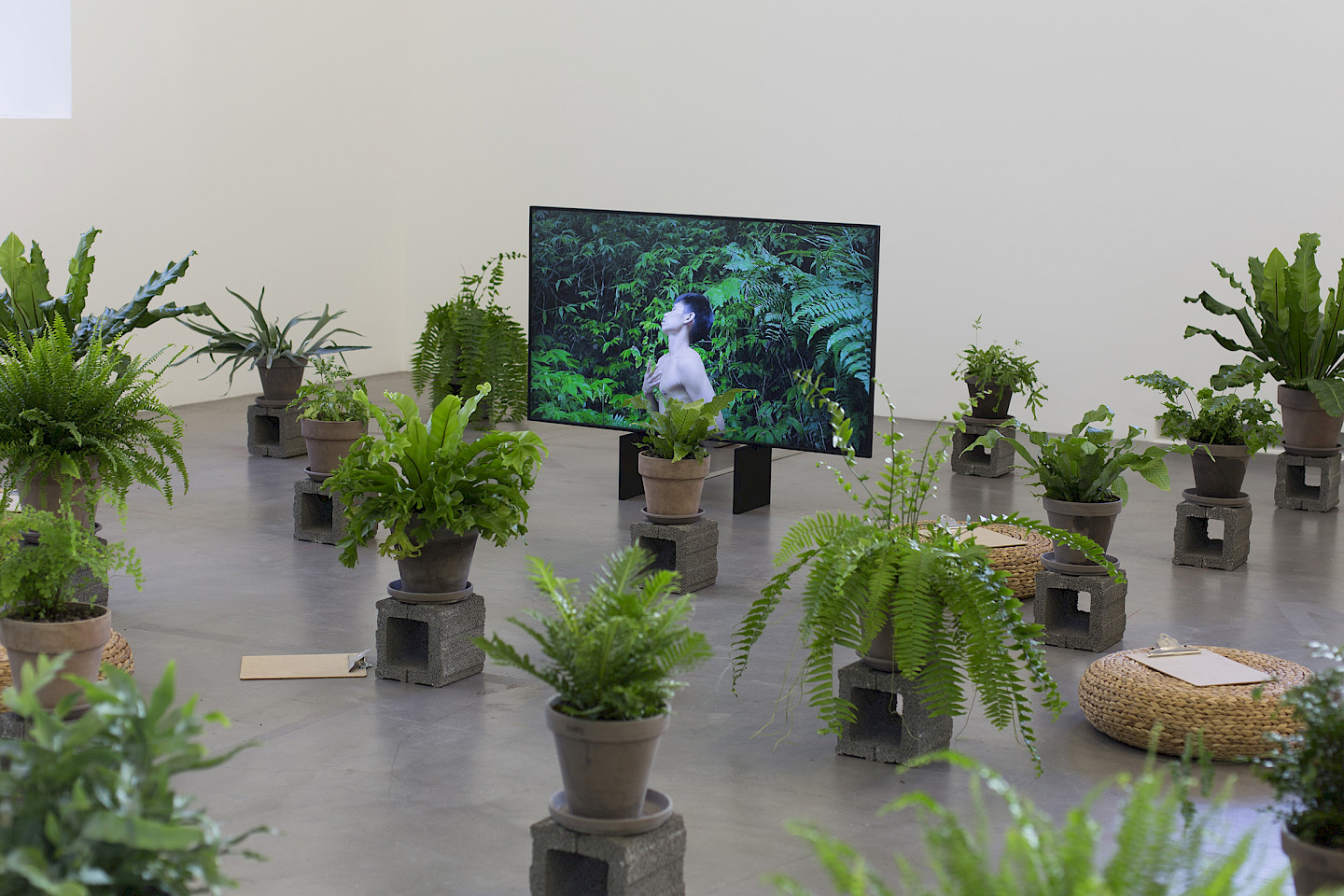 Zheng Bo, Pteridophilia 1, 2016, Videostill, Courtesy the artist and Edouard Malingue Gallery; Fern as Method, 2019, Courtesy the artist and Kyoto City University of Arts, Kyoto; Foto: Anaïs Stein