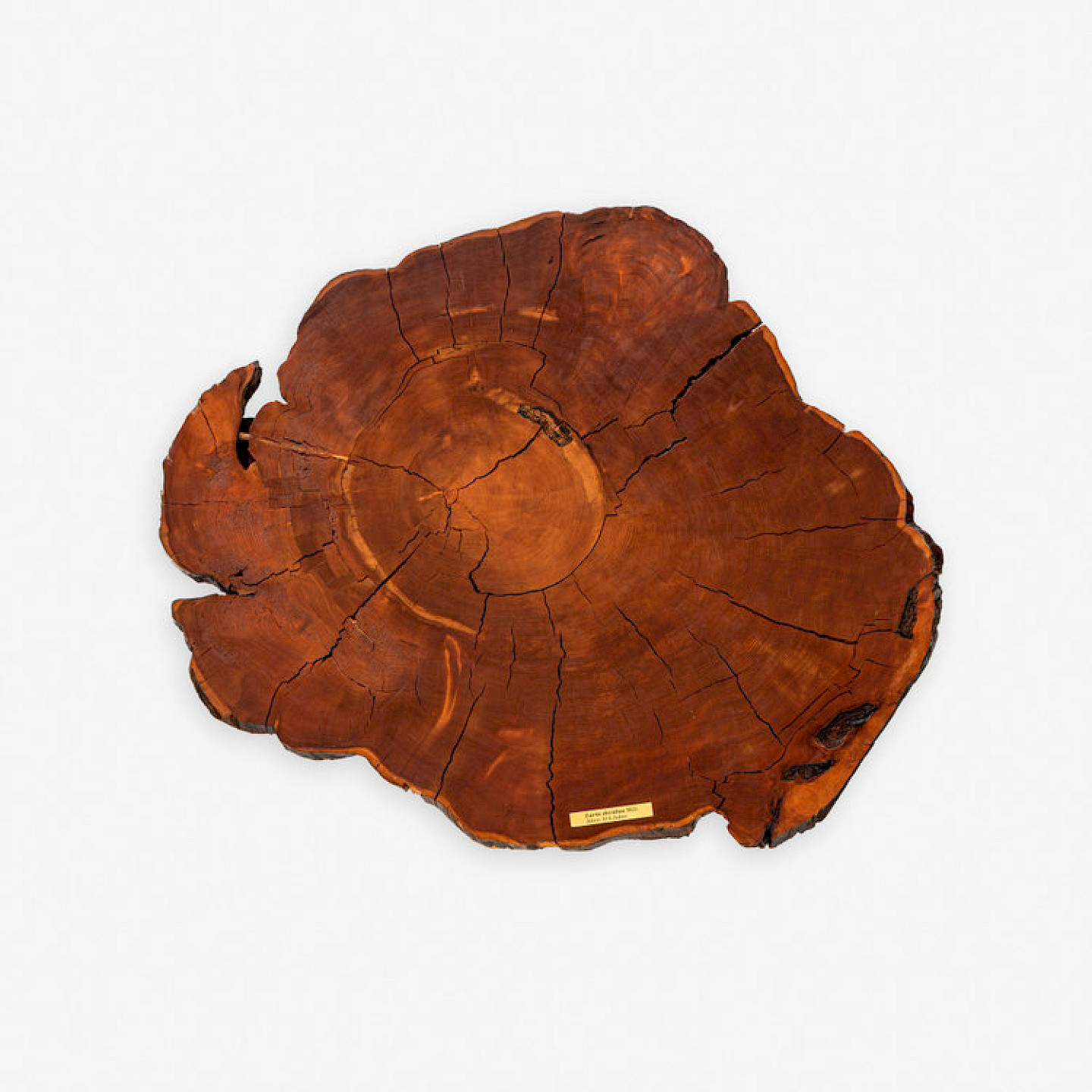 Formafantasma: Cambio – Baum, Holz, Mensch