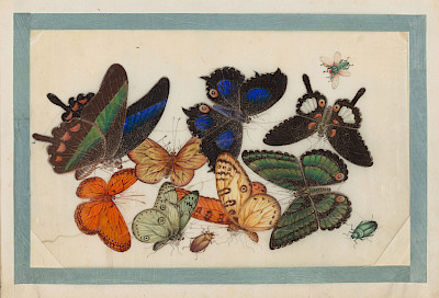 Anonym, Schmetterlinge, aus einem sog. Export-Album aus China, um 1900, Aquarell auf Markpapier, 255 x 340 mm, Graphische Sammlung ETH Zürich, Inv.-Nr. 2020.438