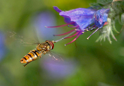 extract: Meet the Experts – Wie können wir Insekten in unseren Gärten fördern?
