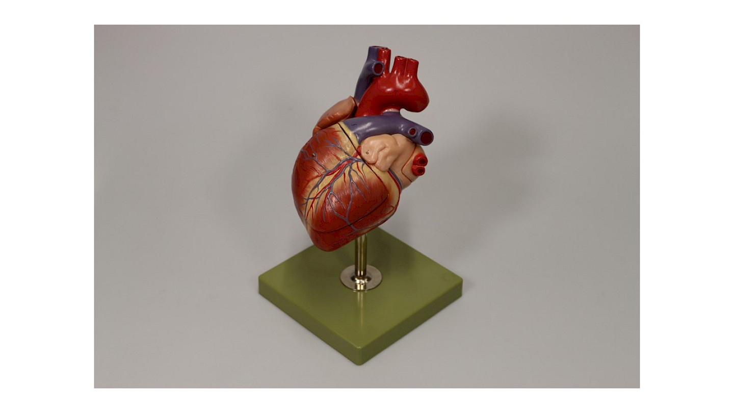 Herzmodell%2c+20.+Jh.%2c+Medizinische+Sammlung+der+UZH.+Foto%3a+Medizinische+Sammlung