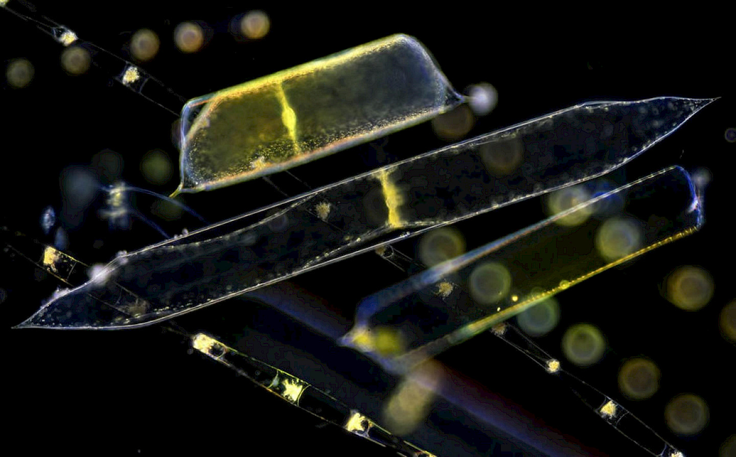 Kleine Wesen, grosse Wirkung: wie Algen die Chemie des Weltozeans bestimmen